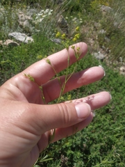 Bupleurum falcatum