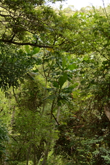 Anthocleista grandiflora