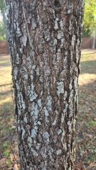 Quercus phellos