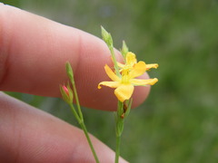 Hypericum lalandii
