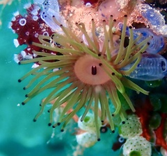 Acrozoanthus australiae