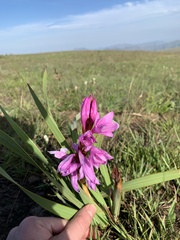 Watsonia lepida