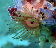 Acrozoanthus australiae