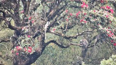 Rhododendron arboreum