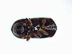 Anisandrus obesus
