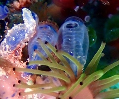 Clavelina