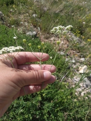 Pimpinella tragium