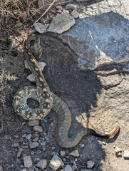 Crotalus ornatus