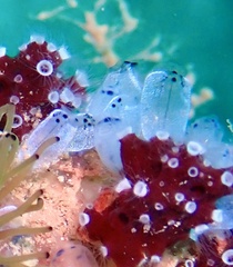 Clavelina