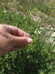 Pimpinella tragium