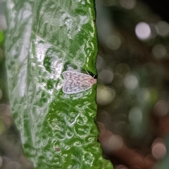 Conogethes punctiferalis