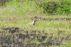 Vanellus malabaricus