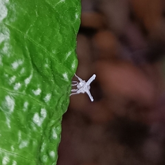 Conogethes punctiferalis