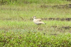 Vanellus malabaricus