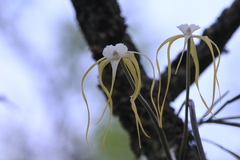 Brassavola appendiculata