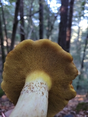 Suillus caerulescens