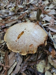 Suillus caerulescens