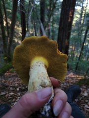 Suillus caerulescens