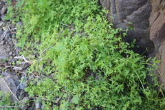 Bowlesia uncinata