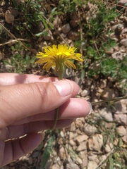 Leontodon biscutellifolius