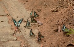 Graphium antheus