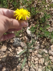 Leontodon biscutellifolius