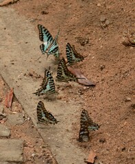 Graphium antheus