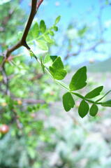 Bursera laxiflora