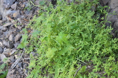 Bowlesia uncinata