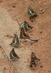 Graphium antheus