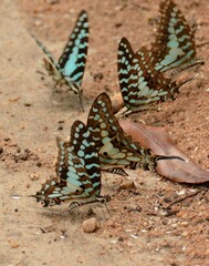 Graphium antheus
