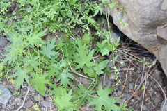 Bowlesia uncinata
