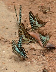Graphium antheus
