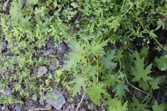 Bowlesia uncinata