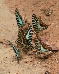 Graphium antheus