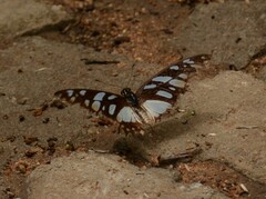Graphium leonidas