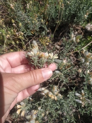 Genista albida