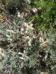 Genista albida