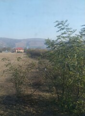 Robinia pseudoacacia