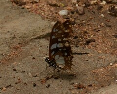 Graphium leonidas