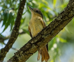 Pachyramphus validus