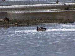 Anas platyrhynchos platyrhynchos