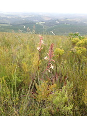 Watsonia fourcadei