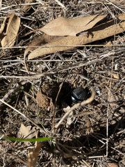 Scarabaeus laticollis