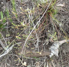 Lachnaea burchellii