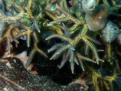 Seriatopora hystrix