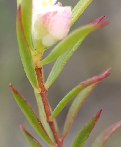 Image of Lachnaea burchellii by (c) Nicola van Berkel, some rights reserved (CC BY-SA)