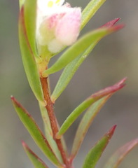 Lachnaea burchellii