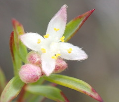Lachnaea burchellii