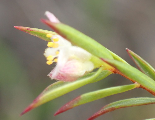 Image of Lachnaea burchellii by (c) Nicola van Berkel, some rights reserved (CC BY-SA)